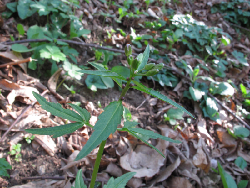 Pianta con bulbi ascellari - Cardamine bulbifera